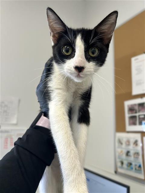 Adoptable Cat