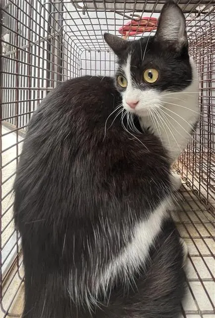 Adoptable Cat