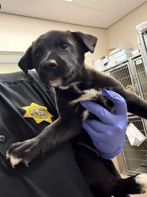Adoptable Dog