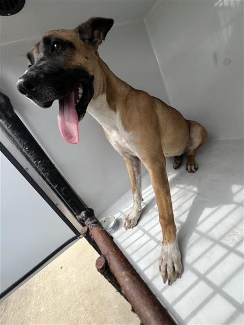 Adoptable Dog