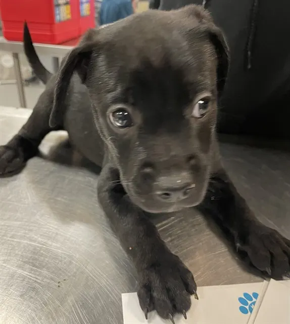 Onyx