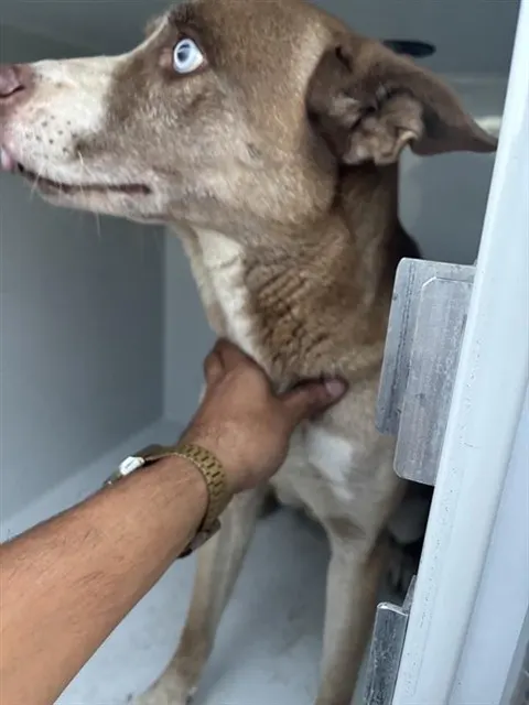 Adoptable Dog