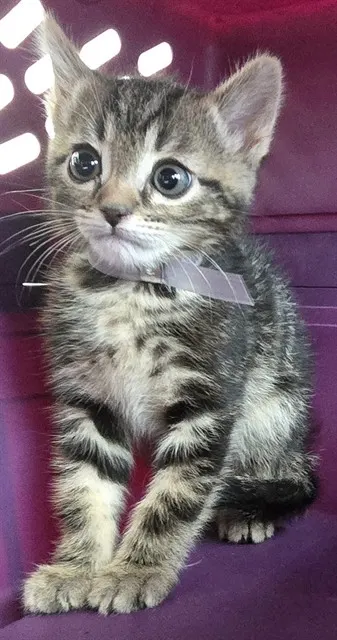 Adoptable Cat