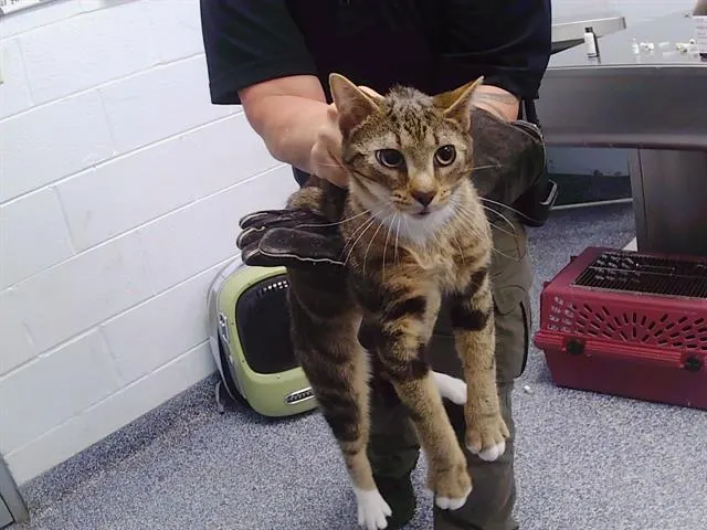 Adoptable Cat
