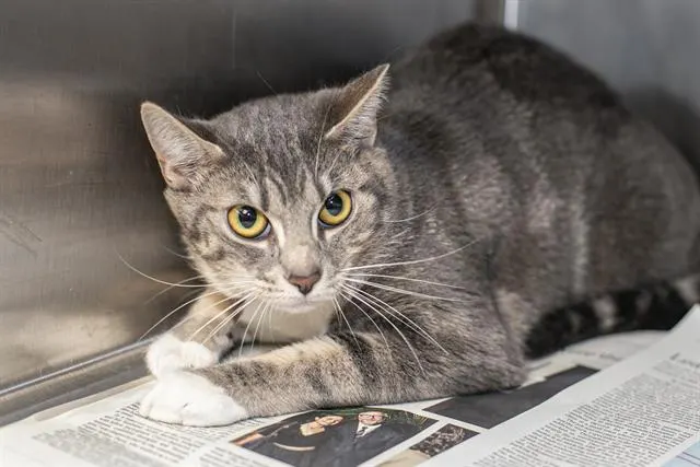 Adoptable Cat