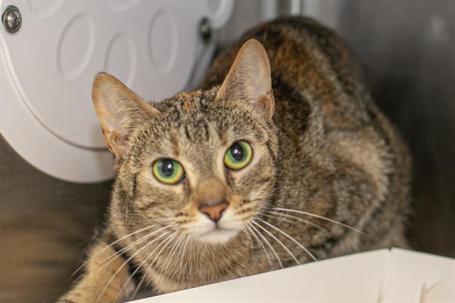 Adoptable Cat