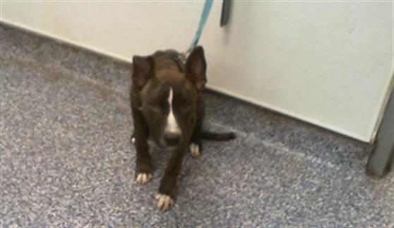 Adoptable Dog