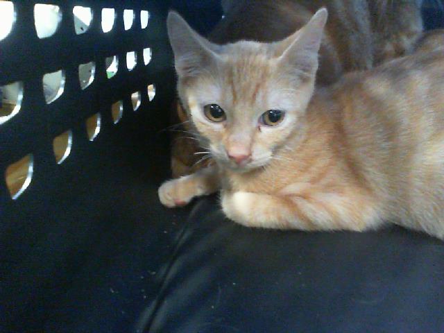 Adoptable Cat