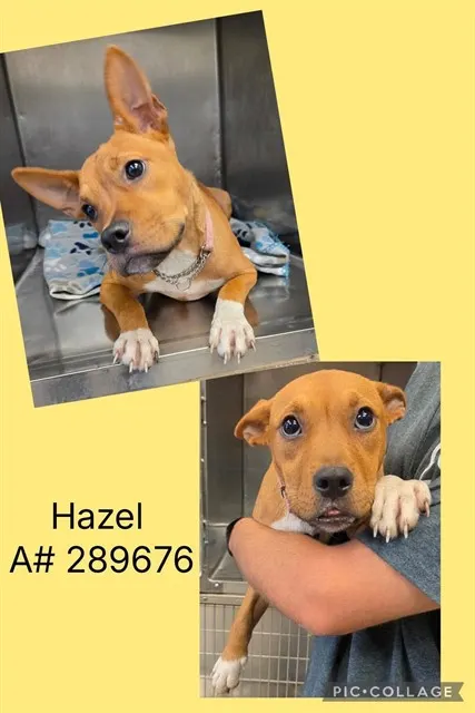 Hazel