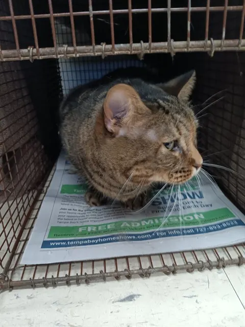 Adoptable Cat