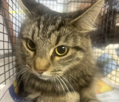 Adoptable Cat