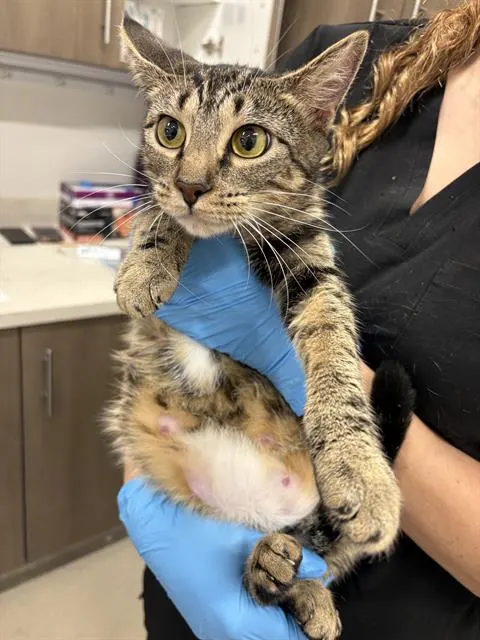 Mama