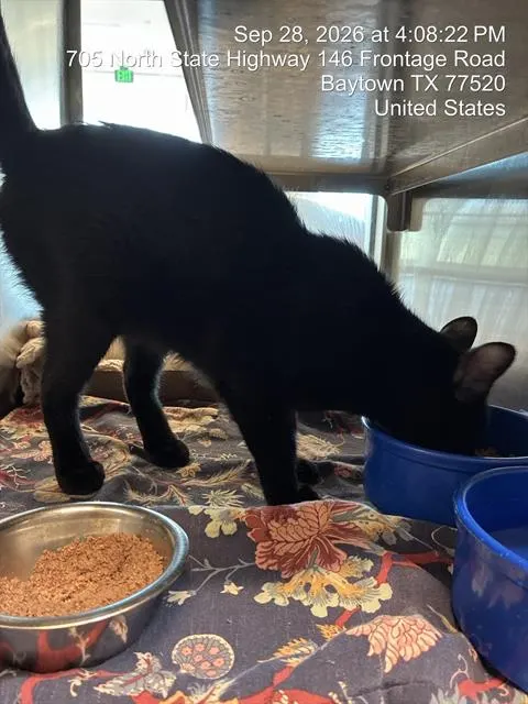 Umbreon