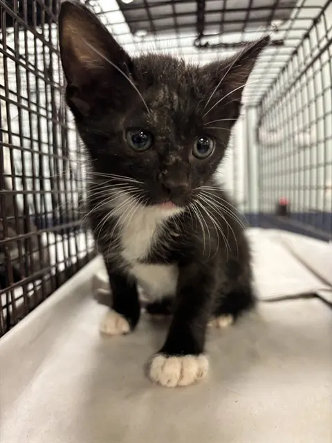 Oreo