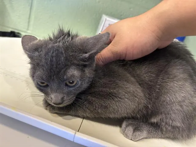 Simon