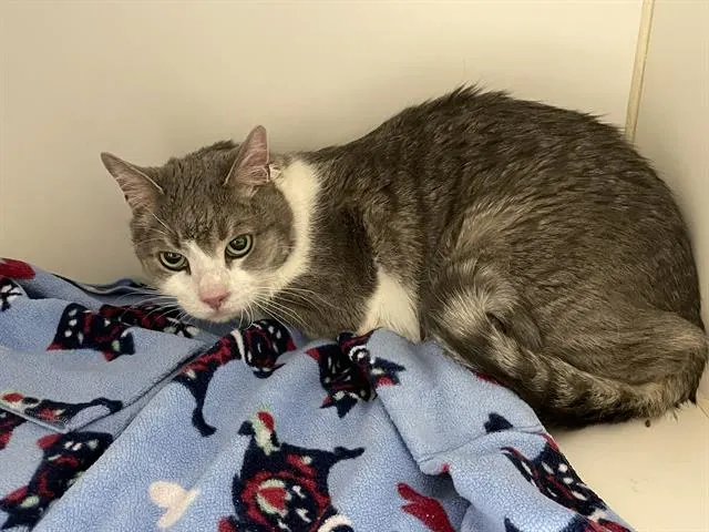 Milo