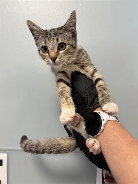 Pipsqueak