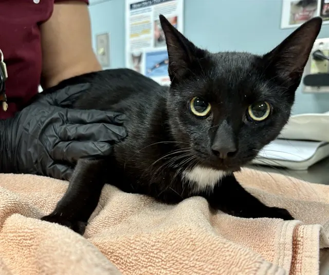Bagheera