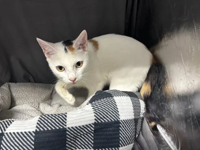 Zoe