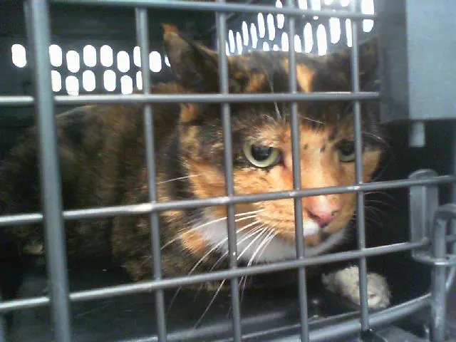Adoptable Cat