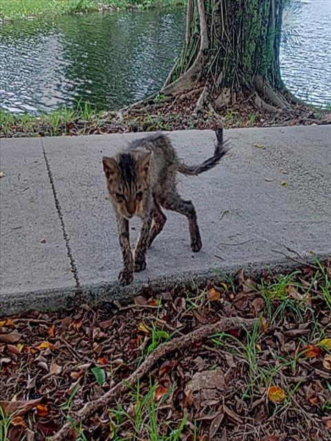 Adoptable Cat