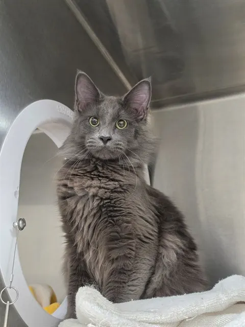 Baron Von Floof
