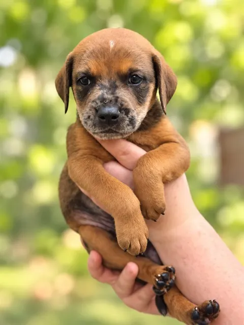 Adoptable Dog