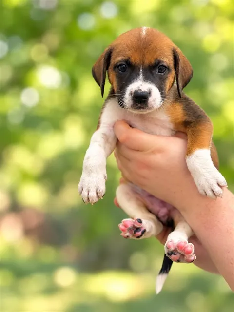 Adoptable Dog