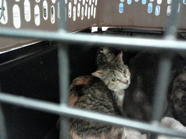 Adoptable Cat
