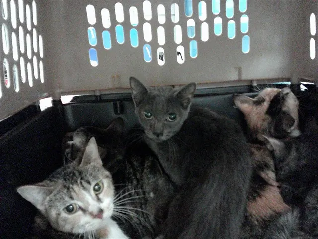 Adoptable Cat
