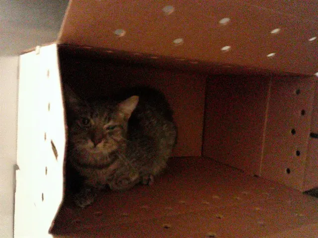 Adoptable Cat