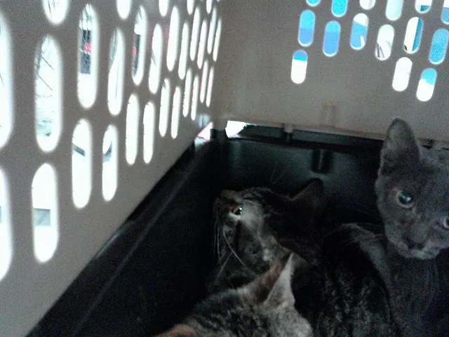 Adoptable Cat