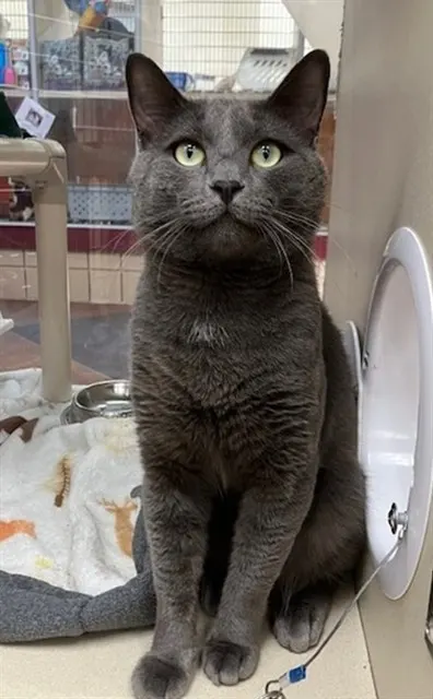Merlin