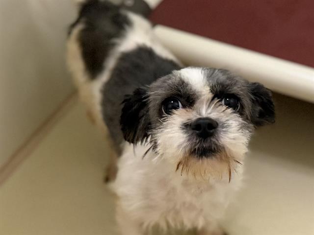 Adoptable Dog