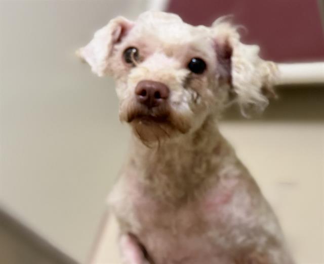 Adoptable Dog