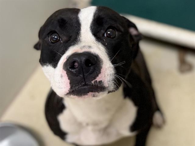 Adoptable Dog