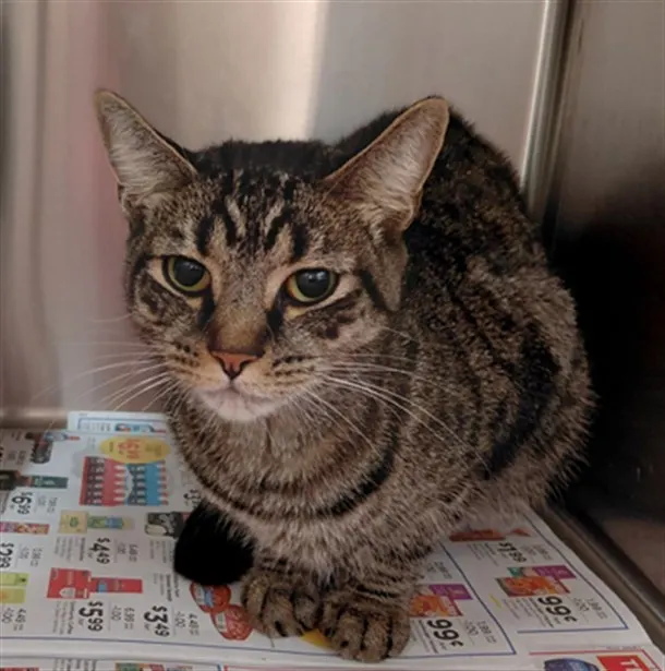 Adoptable Cat