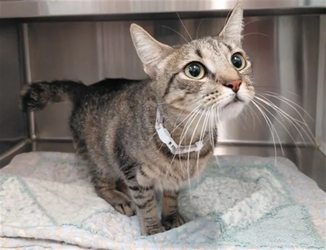 Adoptable Cat