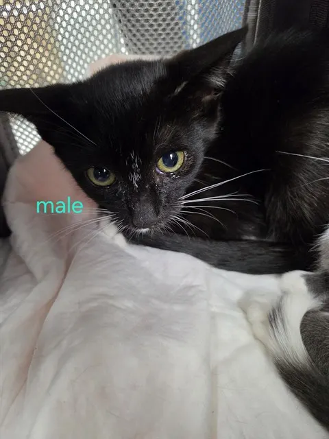 Adoptable Cat