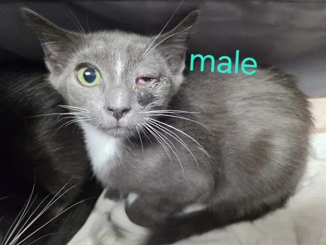 Adoptable Cat