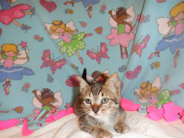 Adoptable Cat