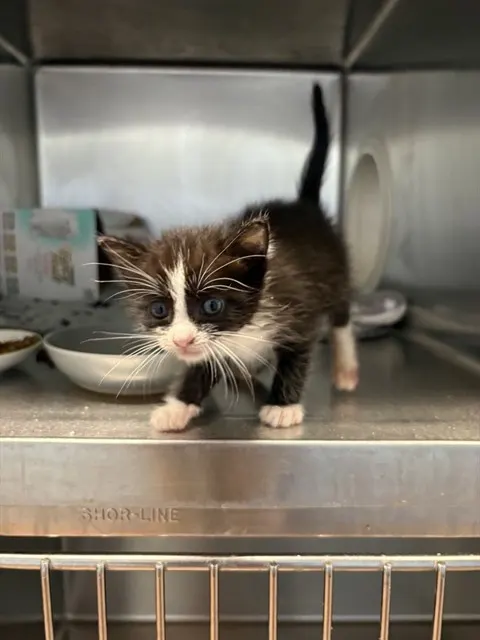 Coconut