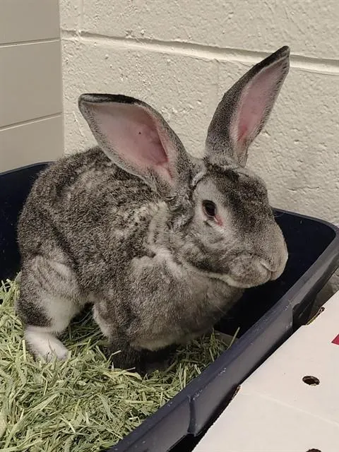 Merlin