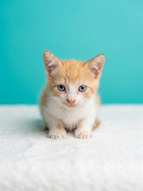 Orange Creamsicle