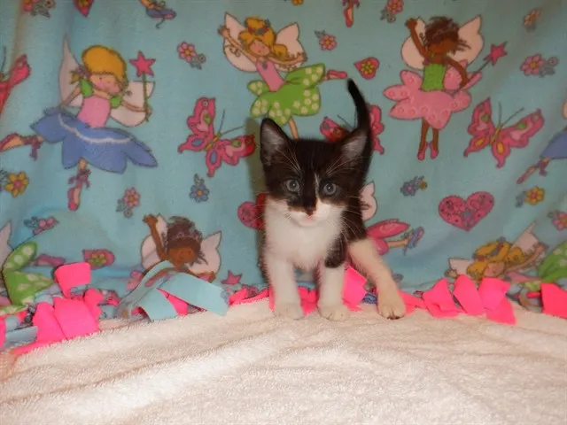 Adoptable Cat