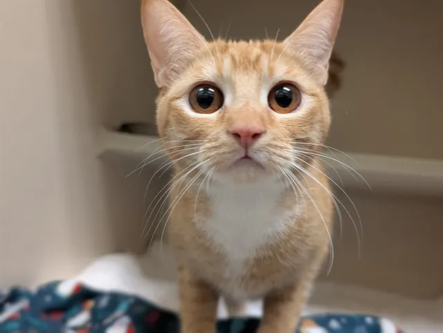 Peaches