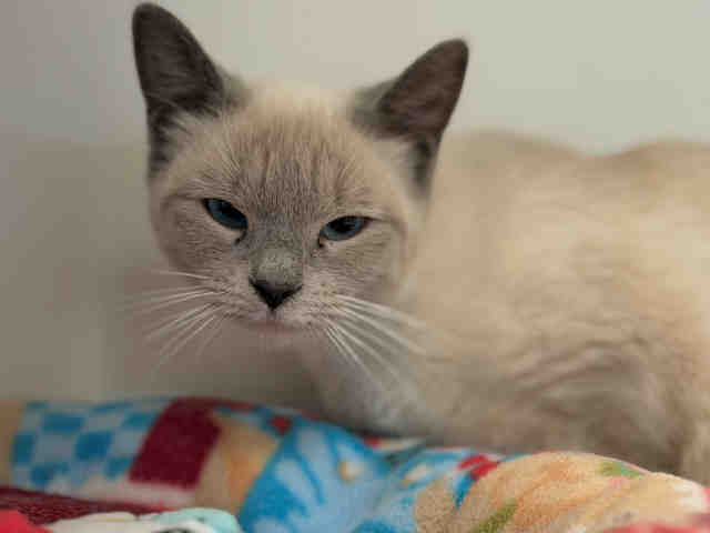 Adoptable Cat