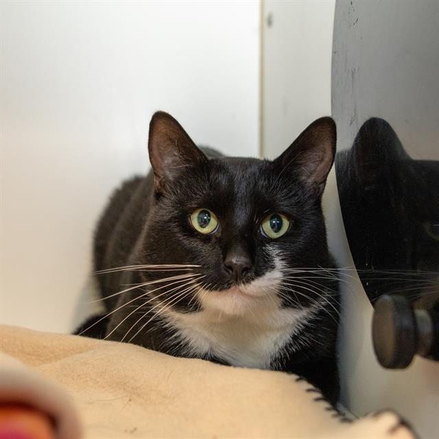 Tux