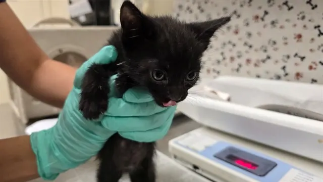 Binx