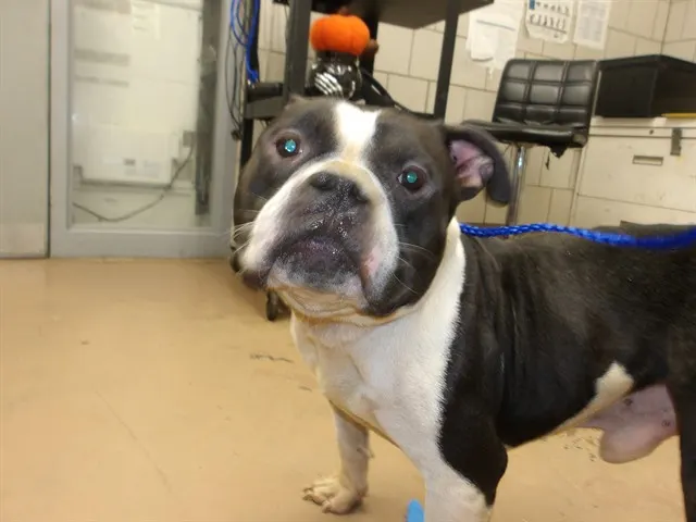 Adoptable Dog